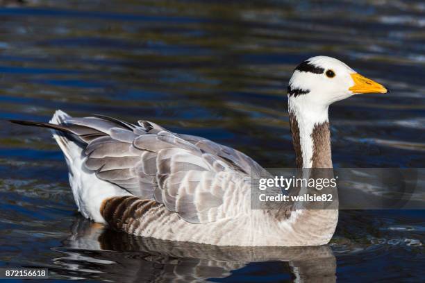bar-headed goose on the water - anser indicus stock pictures, royalty-free photos & images