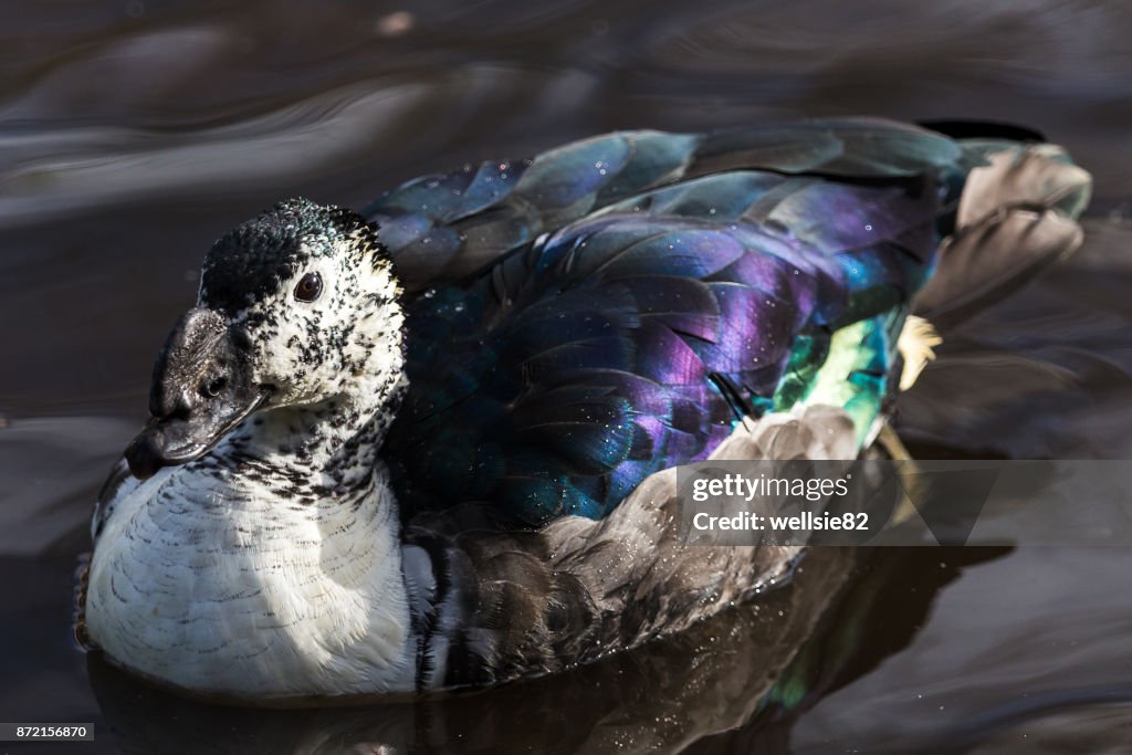 African Comb Duck