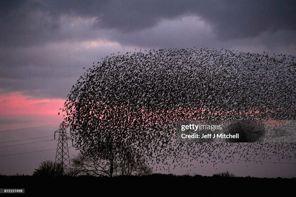 A Murmuration Of Starlings Takes Place At Gretna