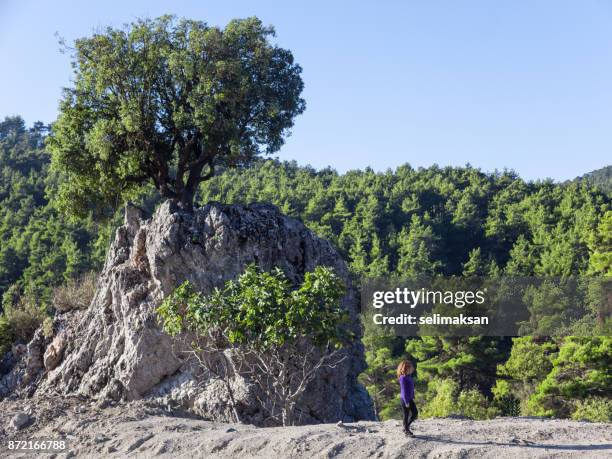 oak tree on top of rock formation - oak woodland stock pictures, royalty-free photos & images