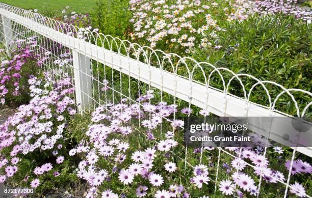 fence and flowers detail. - metal fence stock pictures, royalty-free photos & images