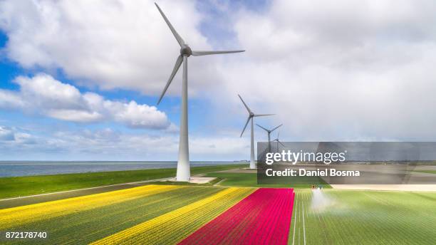 aerial view of windturbines and tulip fields in the netherlands - dutch windmill bildbanksfoton och bilder