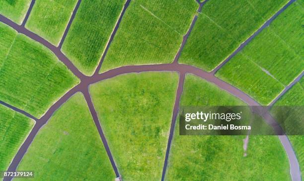abstract aerial of cultivated dutch landscape of ditches and meadows - polder foto e immagini stock
