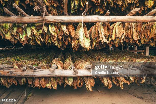 tabaksbladeren drogen in cuba, valle de viñales - tobacco product stockfoto's en -beelden