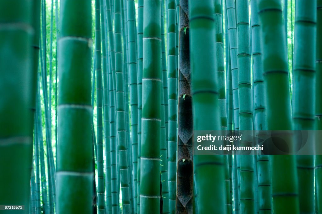 Bamboo Forest