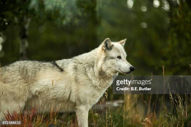 gray wolf - yellowstone national park wolf stock pictures, royalty-free photos & images