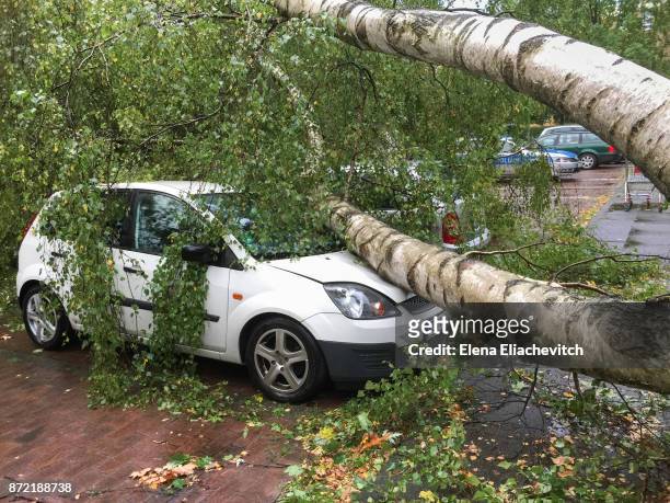a car destroyed by a fallen tree blown over by heavy winds. - eliachevitch stock pictures, royalty-free photos & images