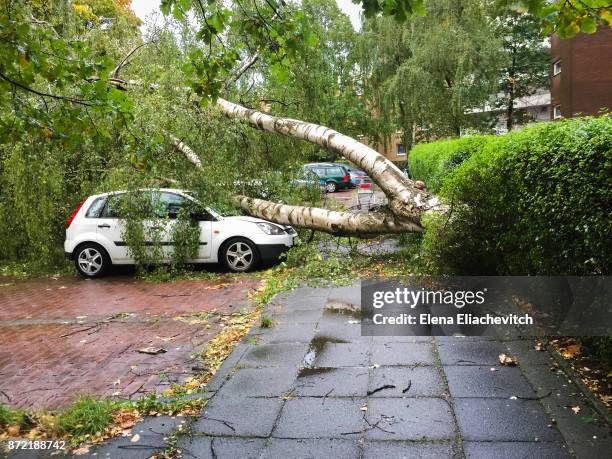 a car destroyed by a fallen tree blown over by heavy winds. - eliachevitch stock pictures, royalty-free photos & images