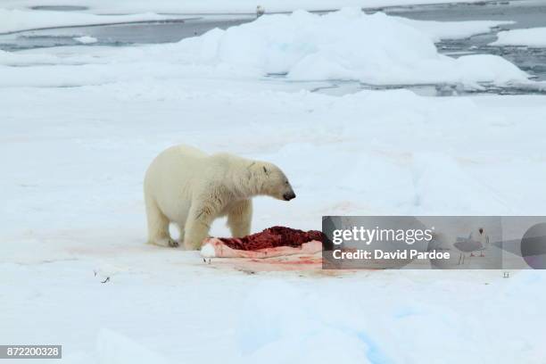 polar bear vs gulls - glaucos stockfoto's en -beelden