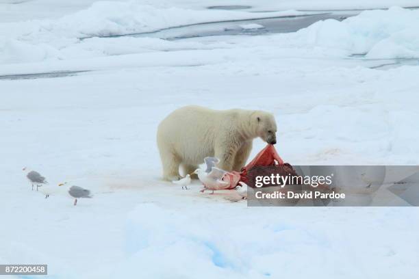 a polar bear feeding on a bearded seal carcass - glaucos stockfoto's en -beelden