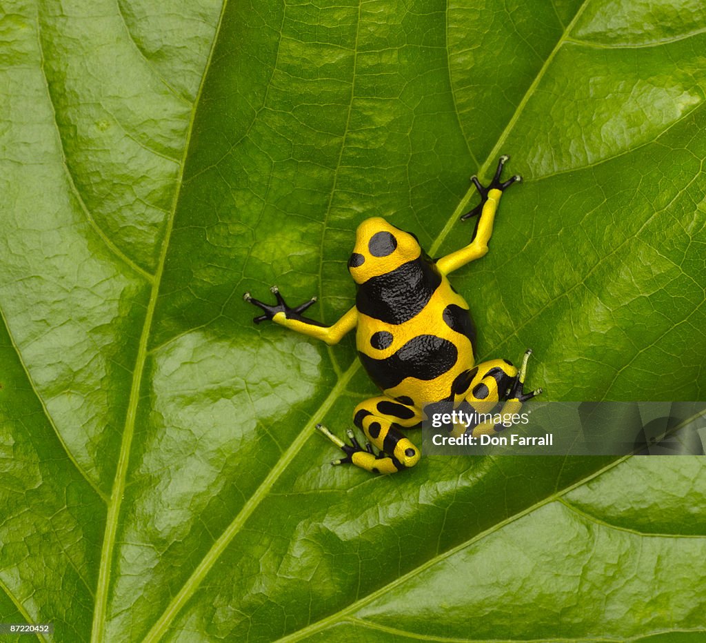 Poison Dart Frog
