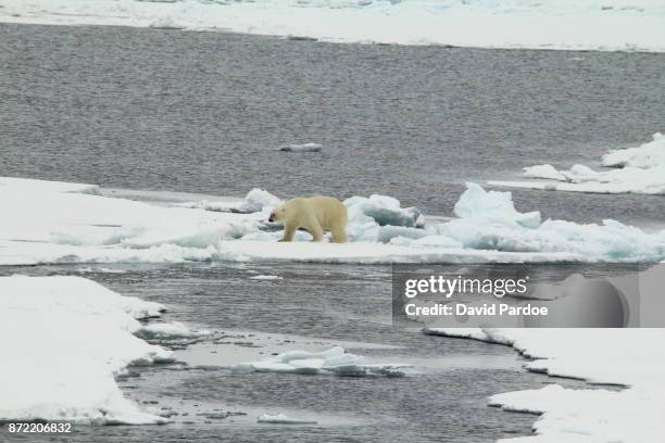 a polar bear walking over the ice caps of the arctic - polar caps stock pictures, royalty-free photos & images