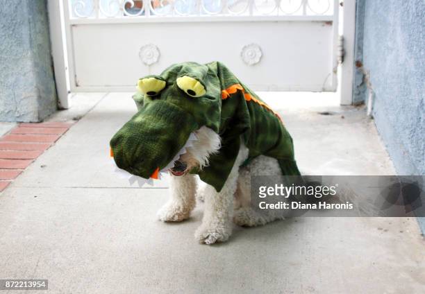 a little dog is wearing a funny dinosaur costume. - pet clothing stock-fotos und bilder