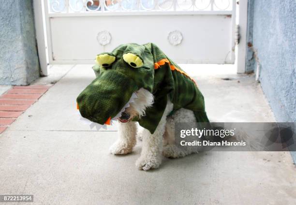 a little dog is wearing a funny dinosaur costume. - ペット服 ストックフォトと画像