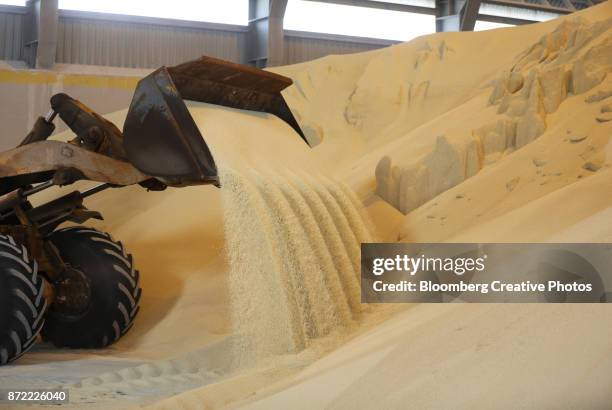 a front end loader moves granules of monoammonium phosphate (map) into a storage warehouse - russia map stockfoto's en -beelden