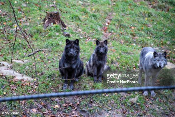 Wolfs in Parc Omega , Quebec, Canada on 1st November 2017. Parc Omega is a safari park in Notre-Dame-de-Bonsecours, Quebec, Canada . Along a...