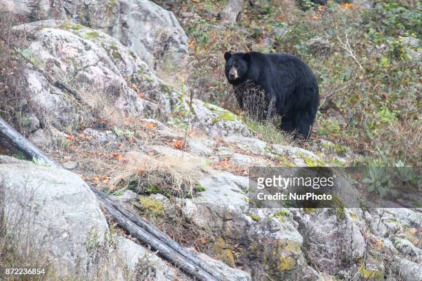 Bear in Parc Omega , Quebec, Canada on 1st November 2017. Parc Omega is a safari park in Notre-Dame-de-Bonsecours, Quebec, Canada . Along a...