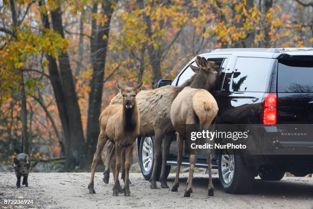 Animals near a visitor's car in Parc Omega on 1st November 2017. Parc Omega is a safari park in Notre-Dame-de-Bonsecours, Quebec, Canada . Along a...