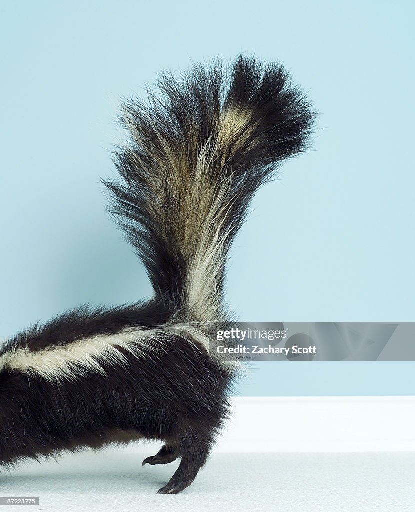 Photo of back section of a skunk with lifted tail