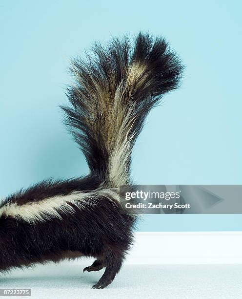 photo of back section of a skunk with lifted tail - unpleasant smell stock pictures, royalty-free photos & images