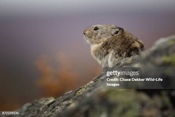 collared pika - pika foto e immagini stock