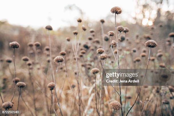 field of dried flowers - beige nature stock pictures, royalty-free photos & images