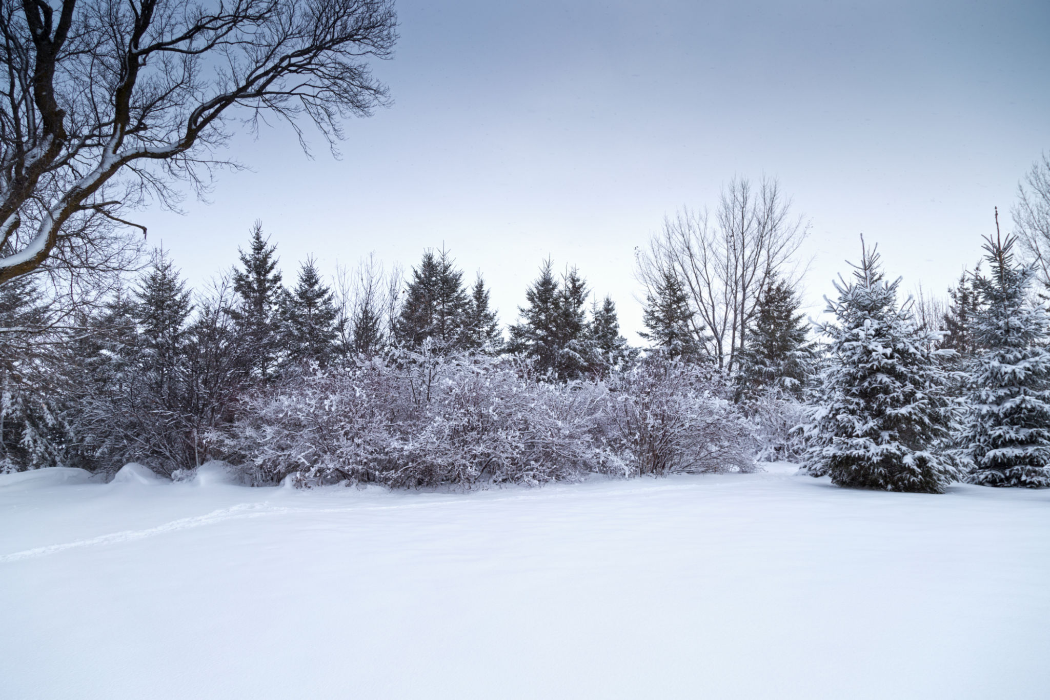 snow garden