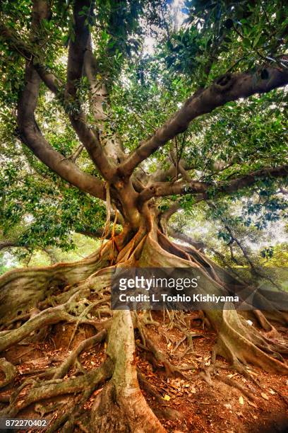 tree and roots in buenos aires, argentina - roots stock pictures, royalty-free photos & images