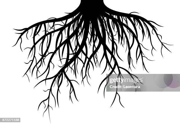 Deep Roots Photos and Premium High Res Pictures - Getty Images
