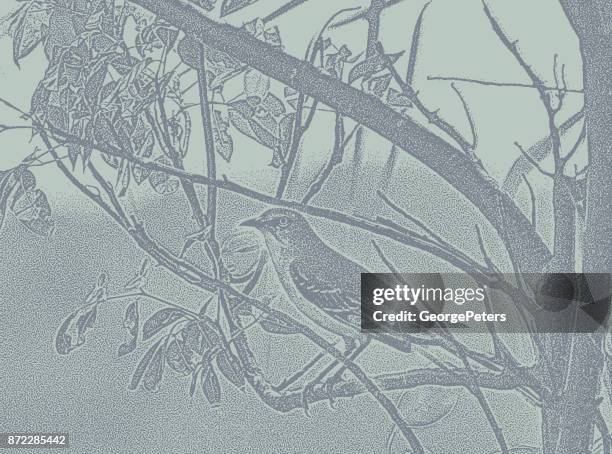 tropical kingbird. flycatcher. puerto morelos, mexico. - flycatcher stock illustrations