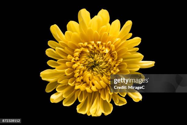 flower on black background - chrysanthemum fotografías e imágenes de stock