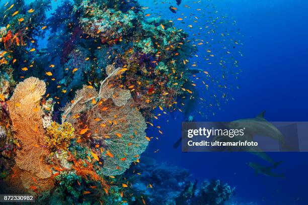 dolphin scuba diver is exploring and enjoying coral reef sea life underwater photographer - red sea stock pictures, royalty-free photos & images