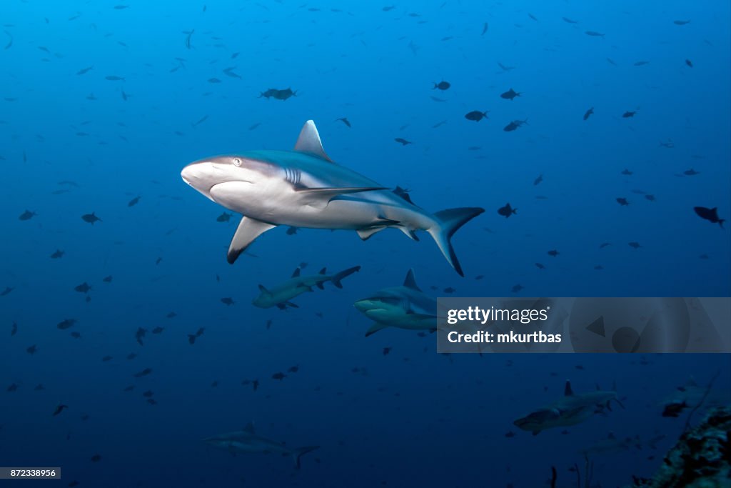 Tiburón de aleta gris