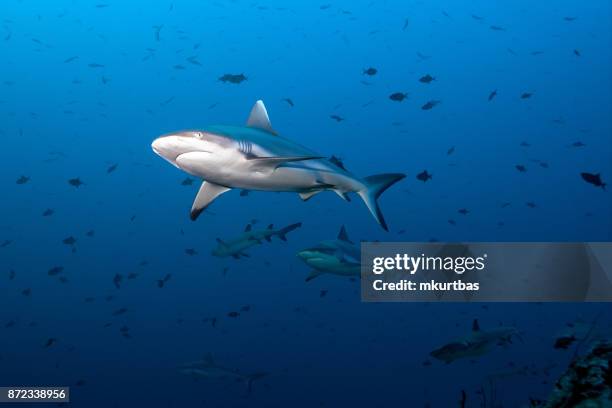 gray fin reef shark - reef shark stock pictures, royalty-free photos & images