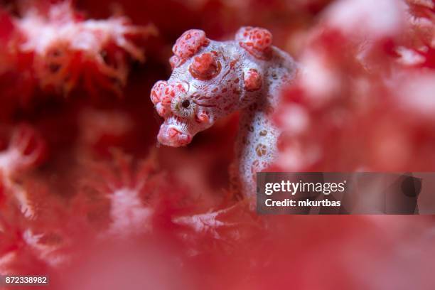 pygmy seahorse reef - zwerg seepferdchen stock-fotos und bilder