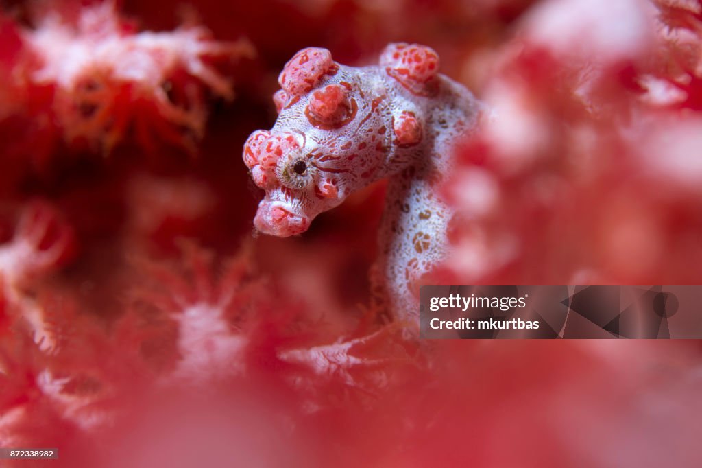 Pygmy Seahorse reef