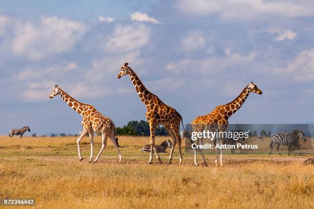 group of giraffes in the savannah, kenya - zebra africa stock-fotos und bilder