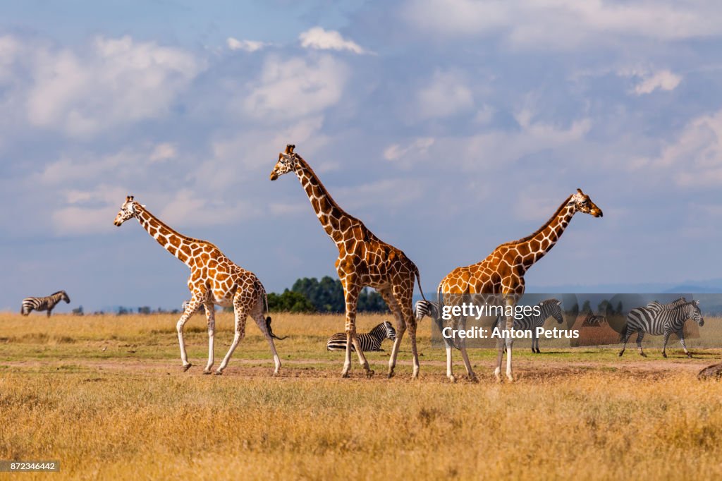 Group of giraffes in the savannah, Kenya