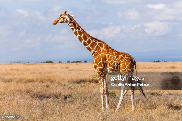 giraffes in the savannah, kenya - girafe photos et images de collection