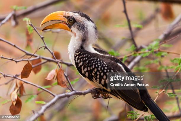 decken's hornbill (tockus deckeni) - african grey hornbill stock pictures, royalty-free photos & images