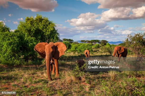 family of elephants at sunset, samburu, kenya - culture samburu photos et images de collection
