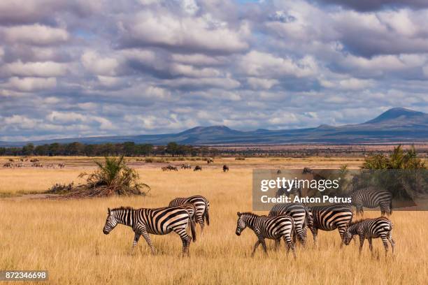 zebras in the savannah, amboseli, kenya - masai mara national reserve stock-fotos und bilder