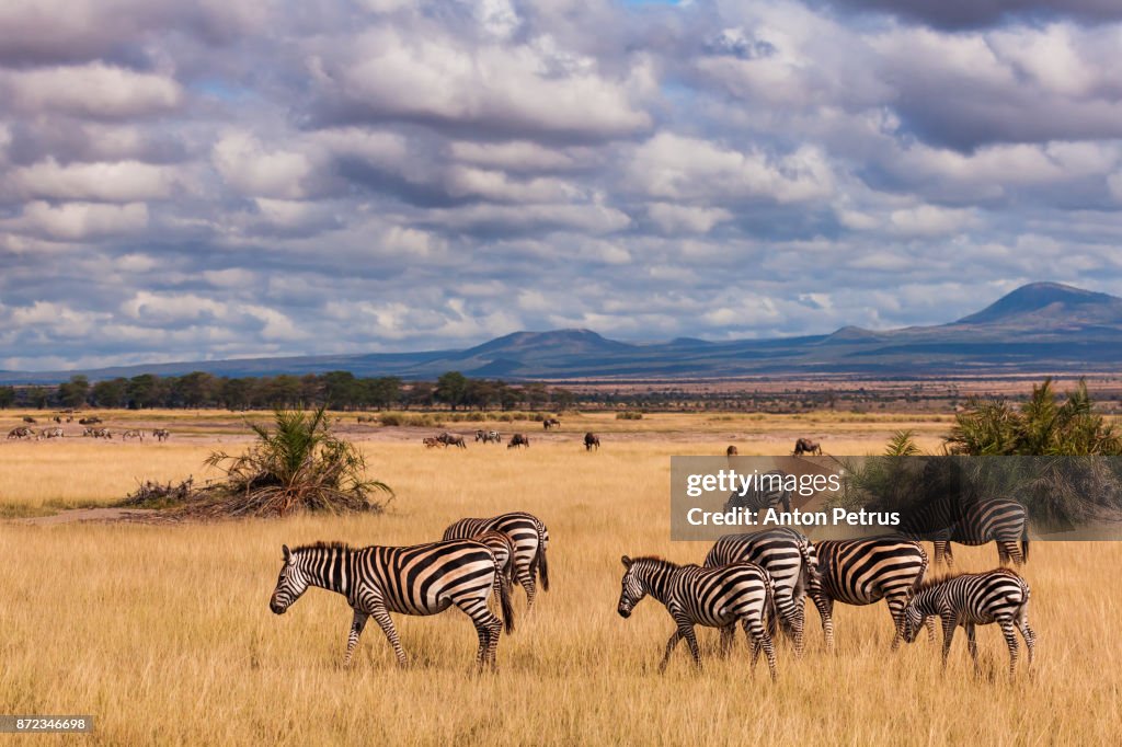 Zebras in the savannah, Amboseli, Kenya