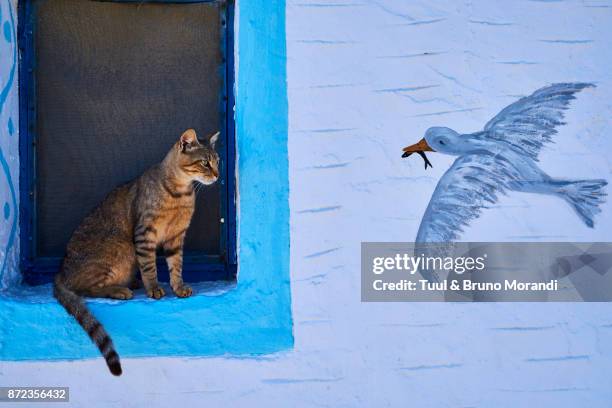 greece, cyclades, street cat - flying cat stock pictures, royalty-free photos & images
