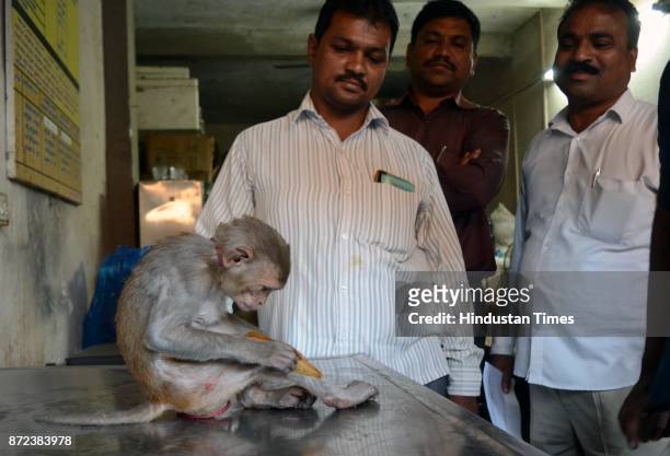 Kalyan Forest dept. And animal lover rescued an injured monkey from Thakurli sub-station, on November 9, 2017 in Mumbai, India. Forest Officer Sameer...