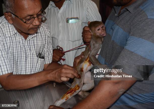 Kalyan Forest dept. And animal lover rescued an injured monkey from Thakurli sub-station, on November 9, 2017 in Mumbai, India. Forest Officer Sameer...