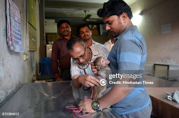 Kalyan Forest dept. And animal lover rescued an injured monkey from Thakurli sub-station, on November 9, 2017 in Mumbai, India. Forest Officer Sameer...