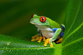Red-Eyed Amazon Tree Frog (Agalychnis Callidryas)