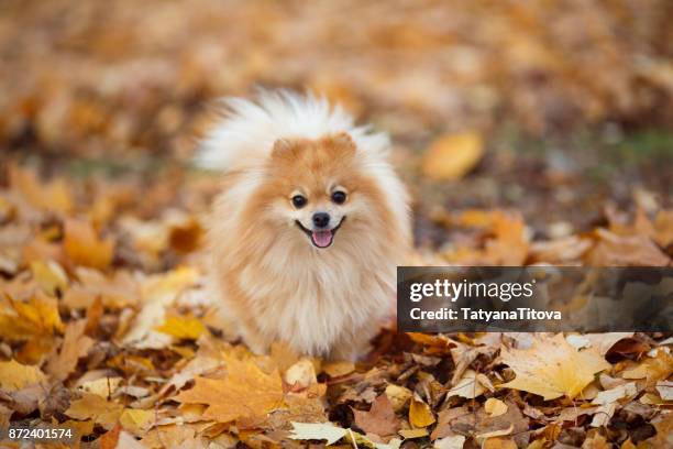 small german red spitz on a walk in the autumn park. symbol of the year 2018 - spitz type dog stock pictures, royalty-free photos & images