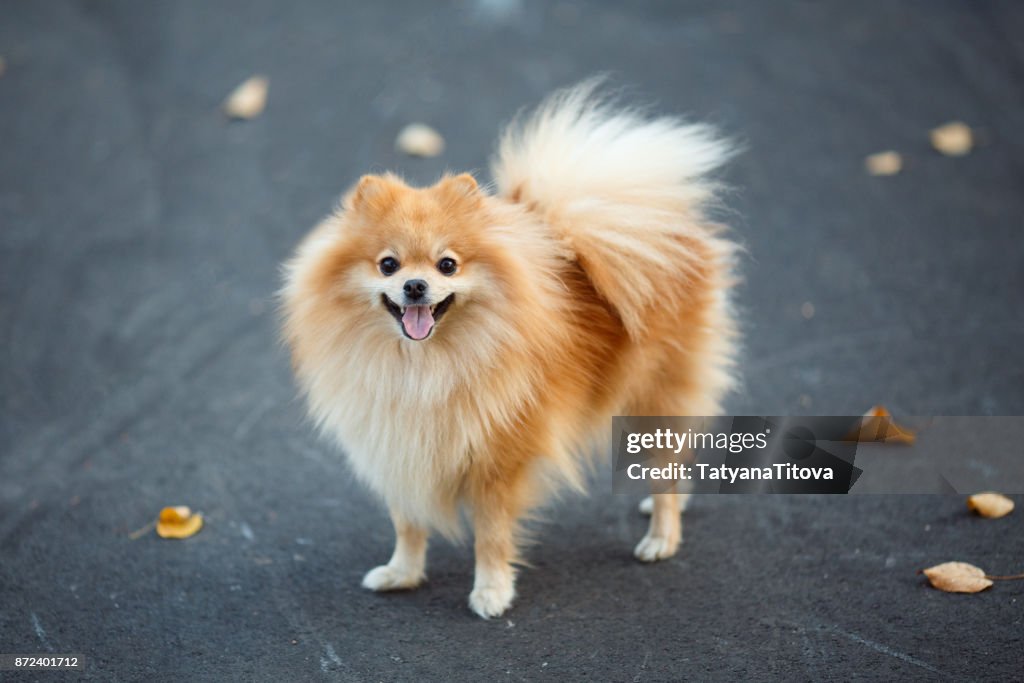 Red small german spitz walking in the autumn park. symbol of the year 2018